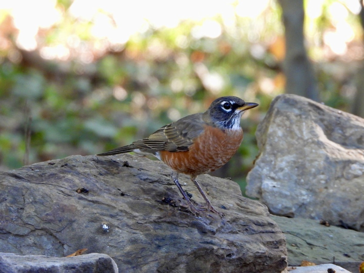American Robin - ML642967467