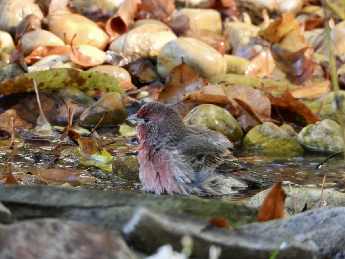 House Finch - ML642967477