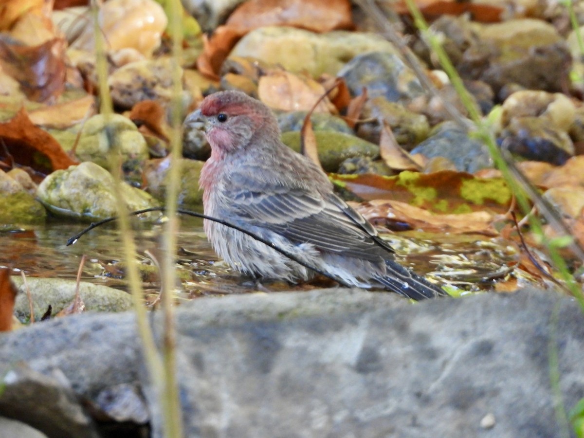 House Finch - ML642967478