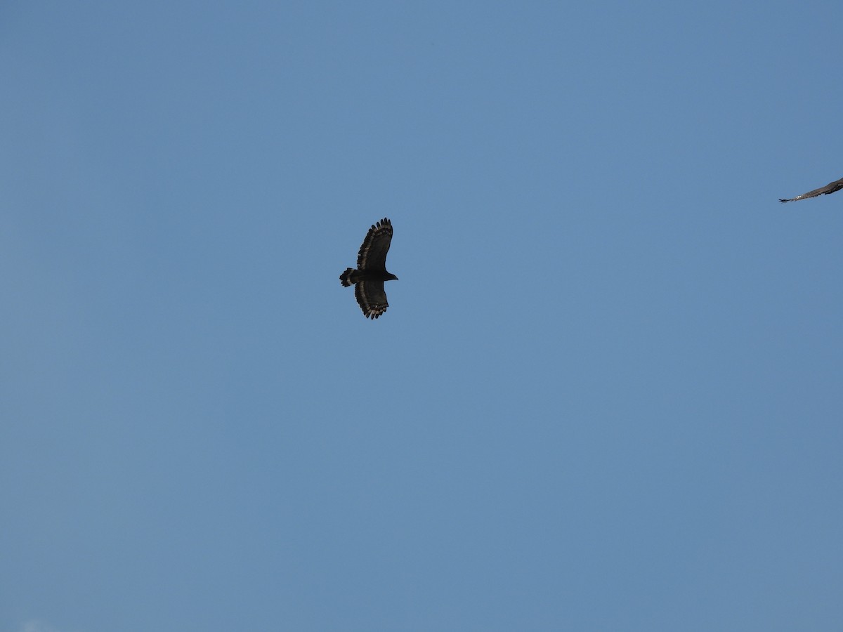 Crested Serpent-Eagle - ML642967503