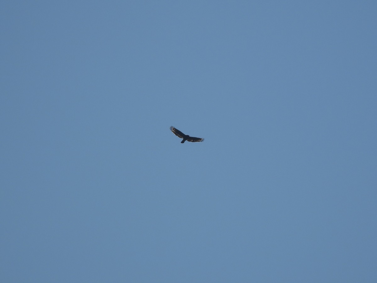 Crested Serpent-Eagle - ML642967504