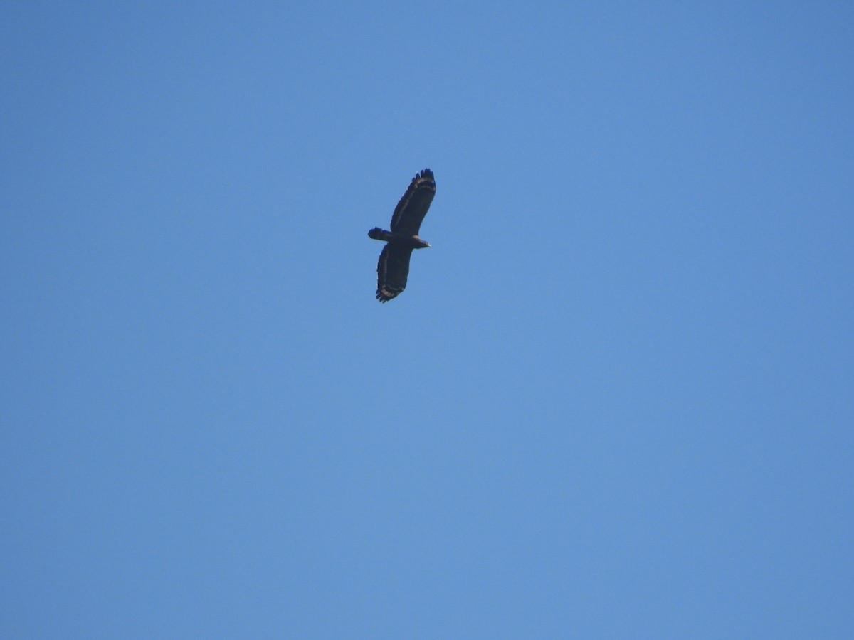 Crested Serpent-Eagle - ML642967505