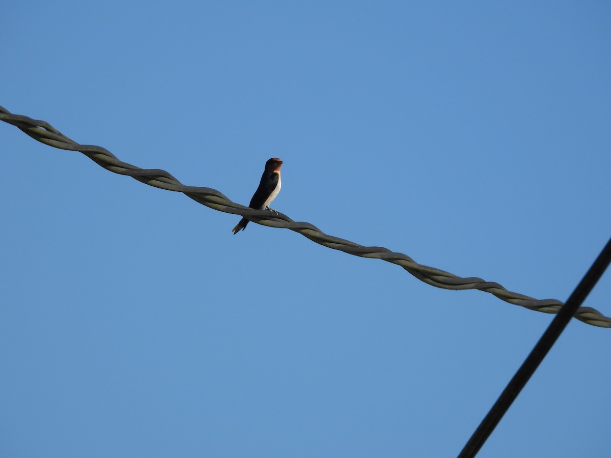 Pacific Swallow - ML642967544
