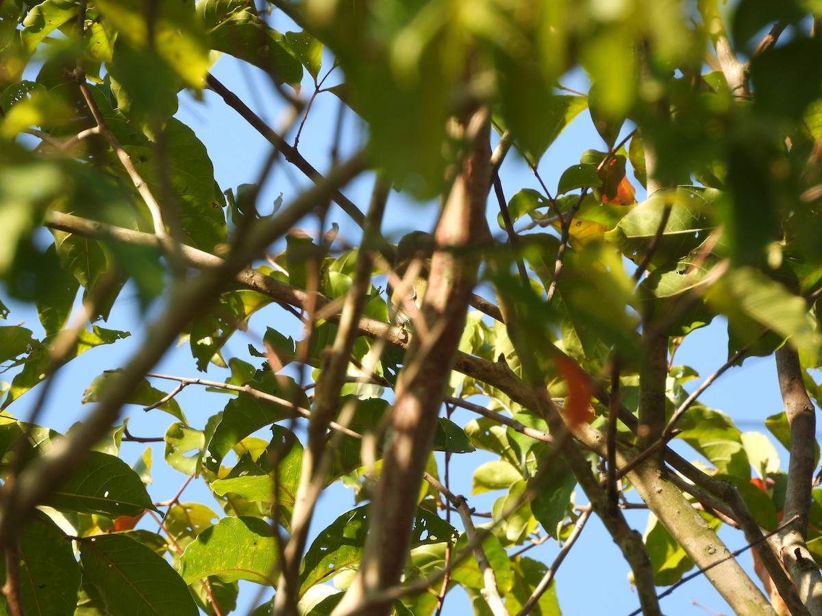 Arctic Warbler - ML642967550
