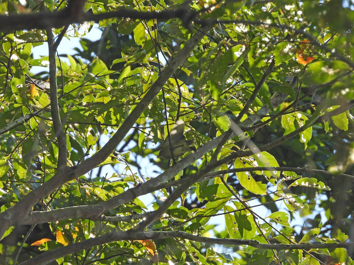 Arctic Warbler - ML642967551
