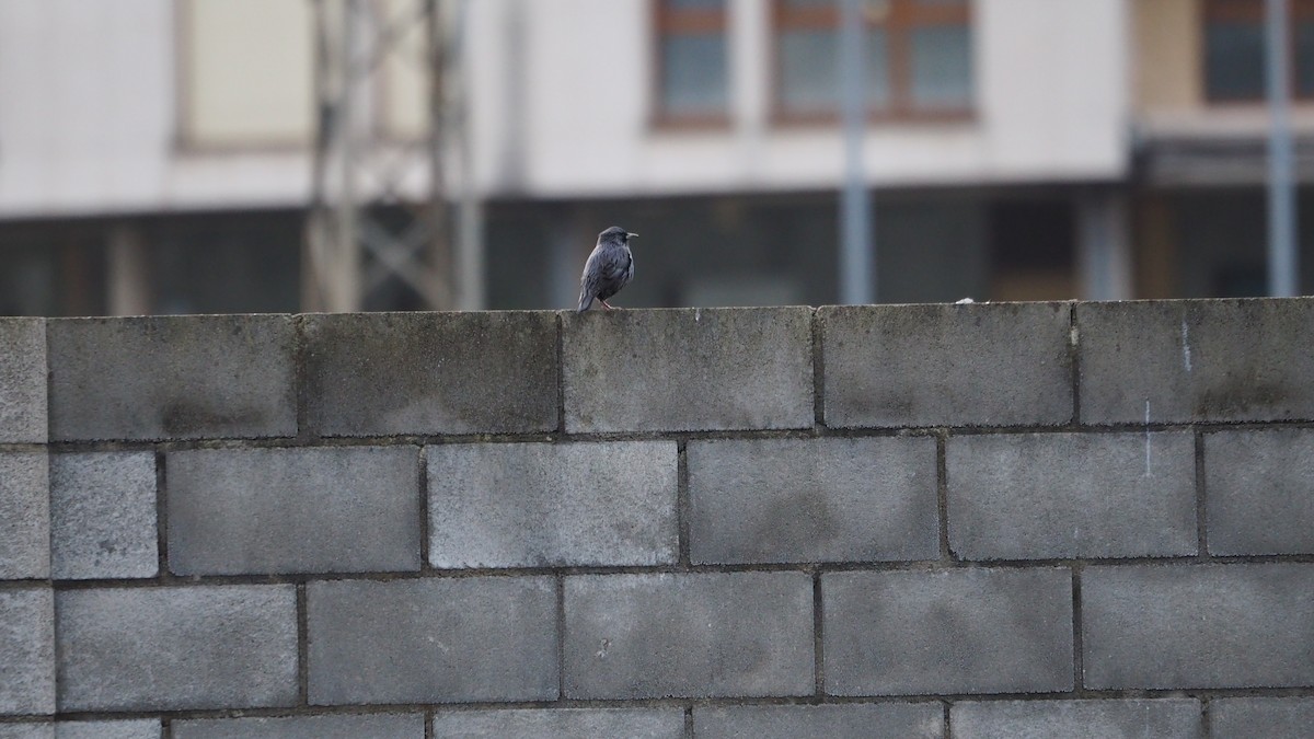 European/Spotless Starling - ML642967577