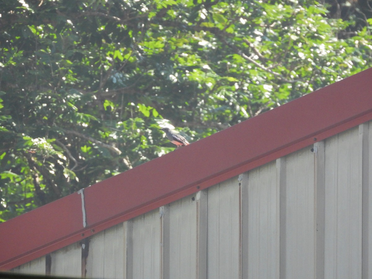 Oriental Magpie-Robin - ML642967586