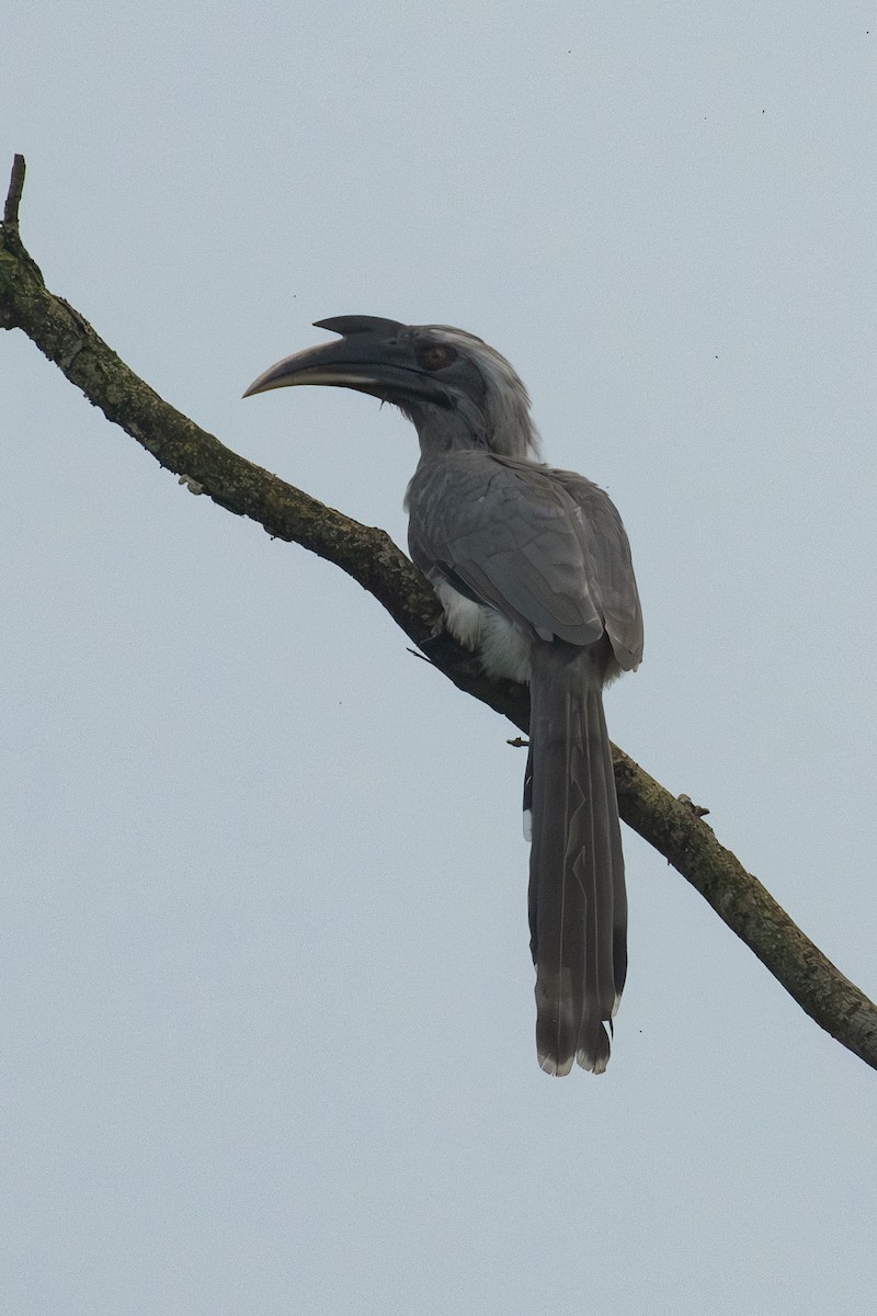 Indian Gray Hornbill - ML642967590