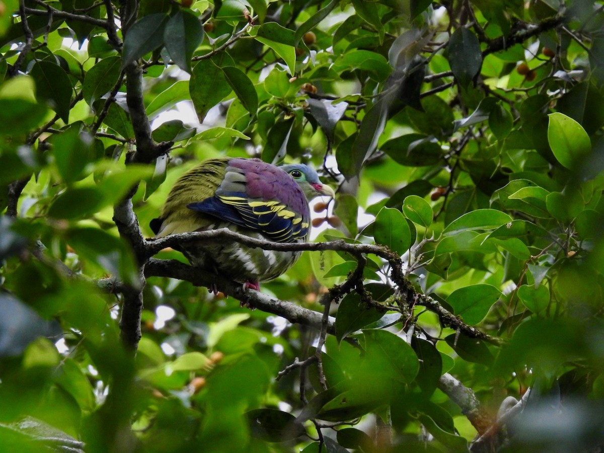Thick-billed Green-Pigeon - ML642967599