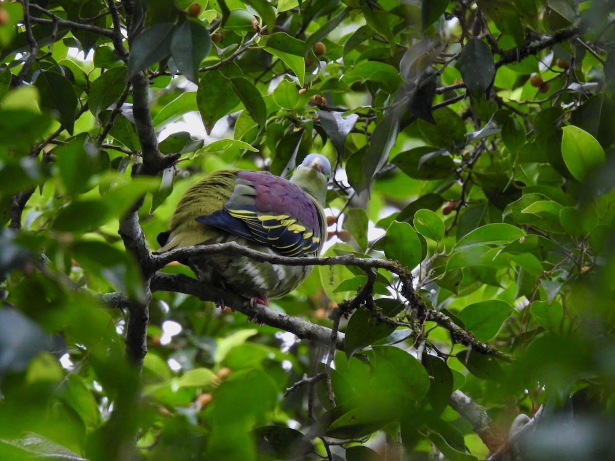 Thick-billed Green-Pigeon - ML642967600