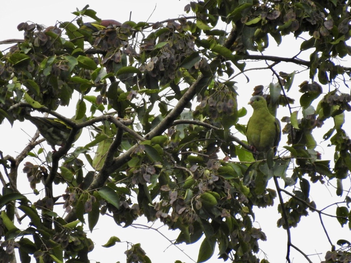 Thick-billed Green-Pigeon - ML642967601