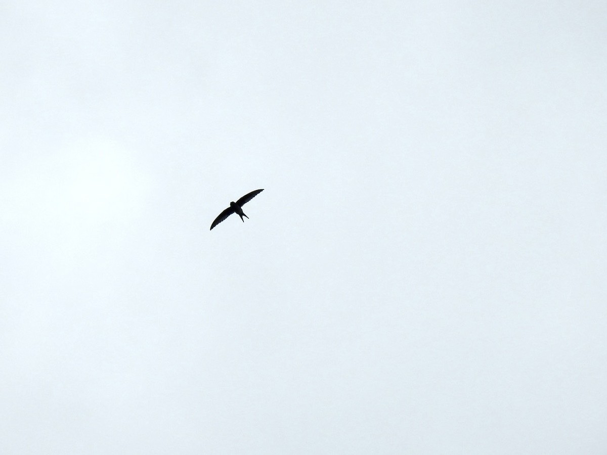 Gray-rumped Treeswift - ML642967619