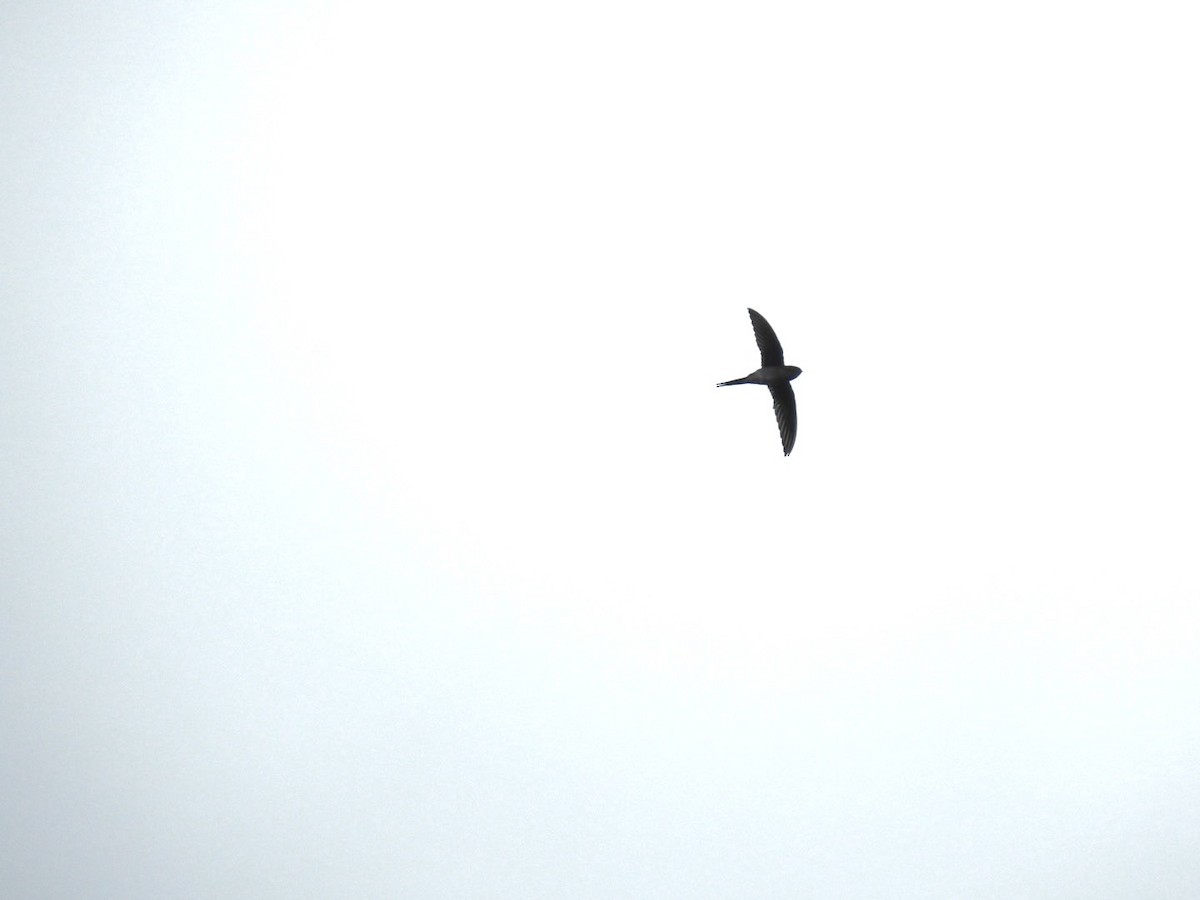 Gray-rumped Treeswift - ML642967620