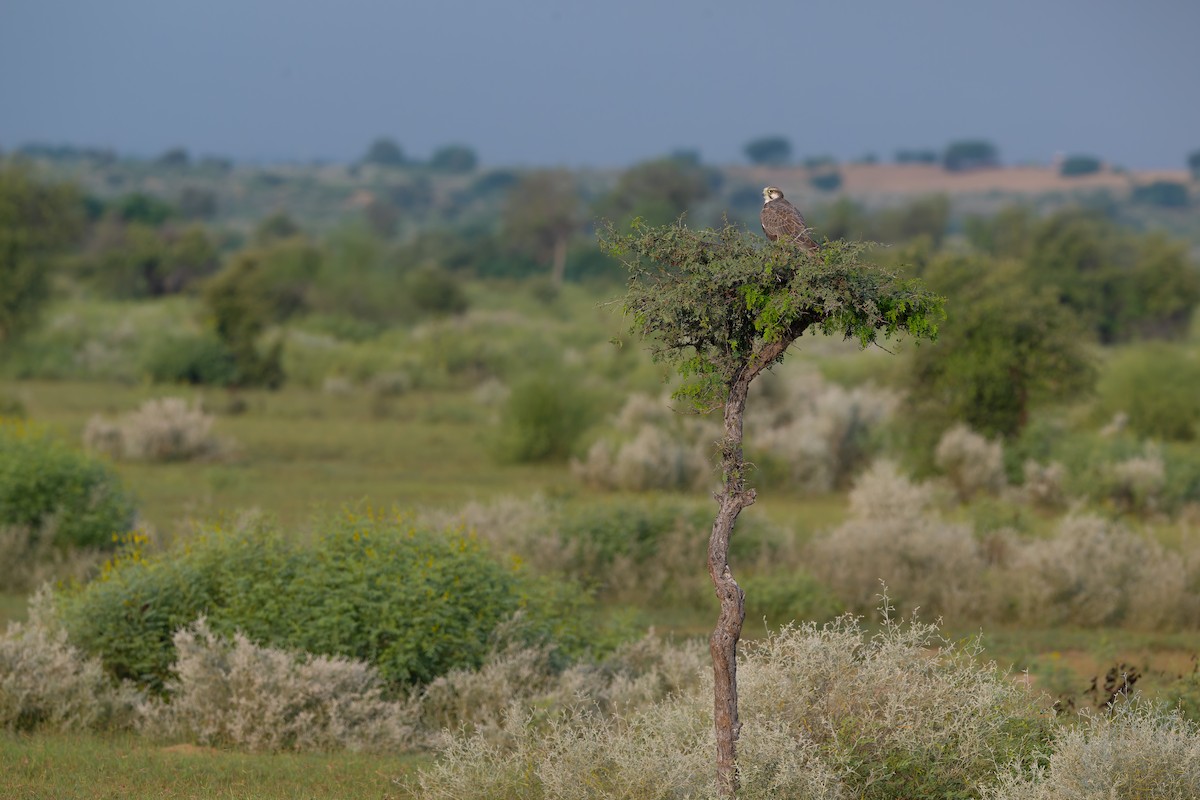 rajafalk - ML642967621