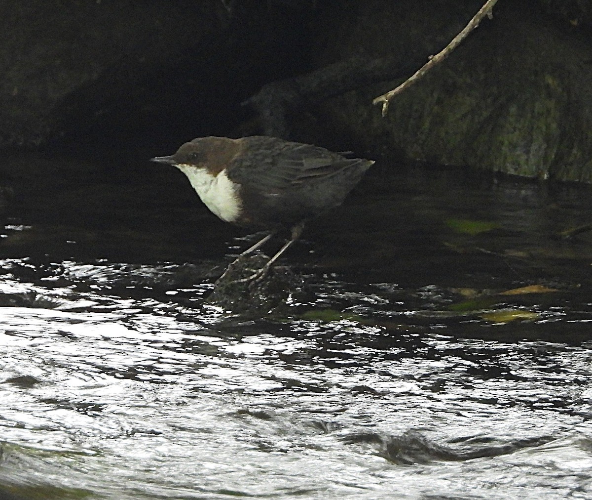 White-throated Dipper - ML642967659