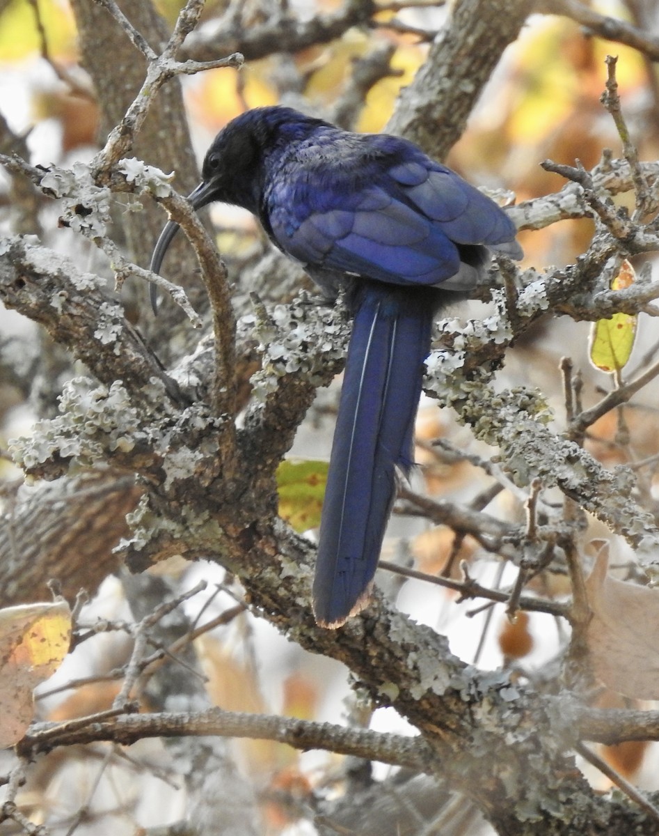 Common Scimitarbill - ML642967665
