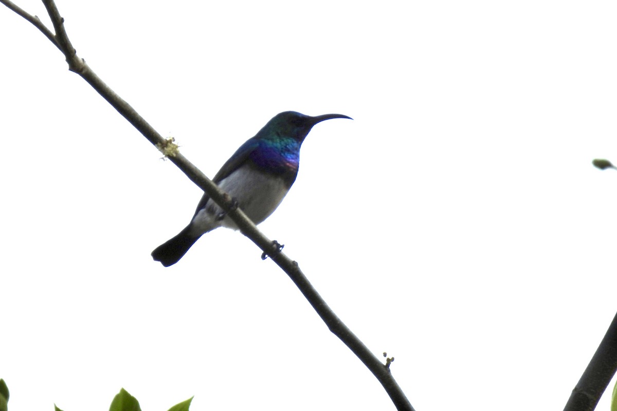 White-bellied Sunbird - ML642967695