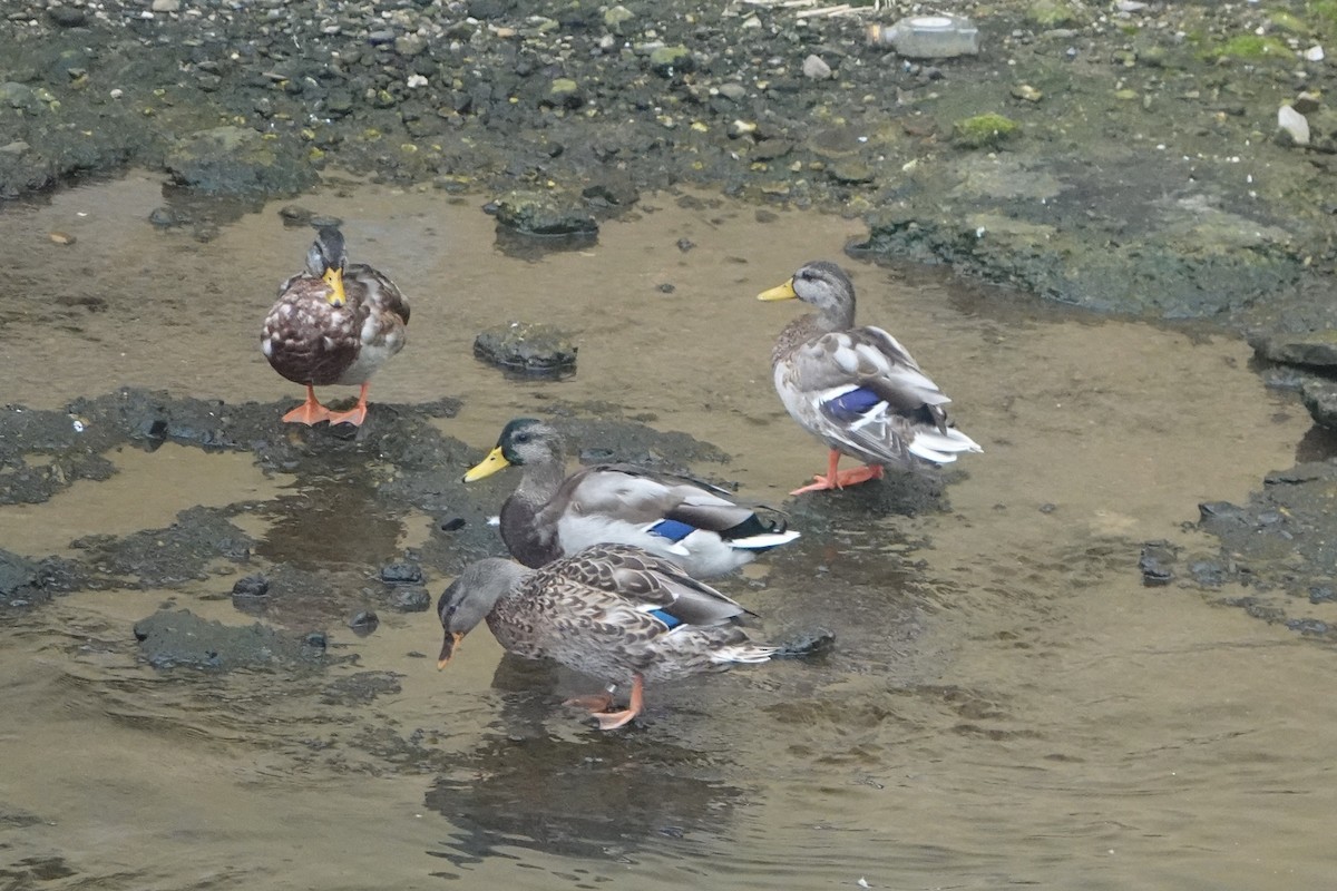 eBird Checklist - 15 Sep 2025 - Vltava (úsek Modřanské tůně–Modřanský ...