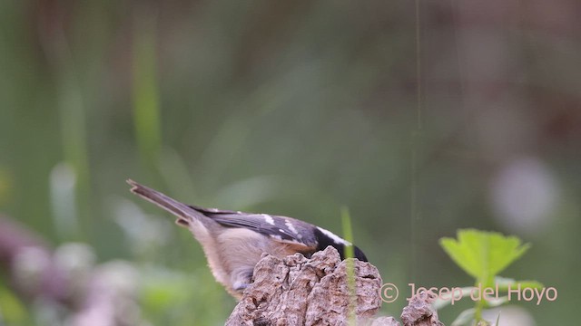 ヒガラ - ML642967713