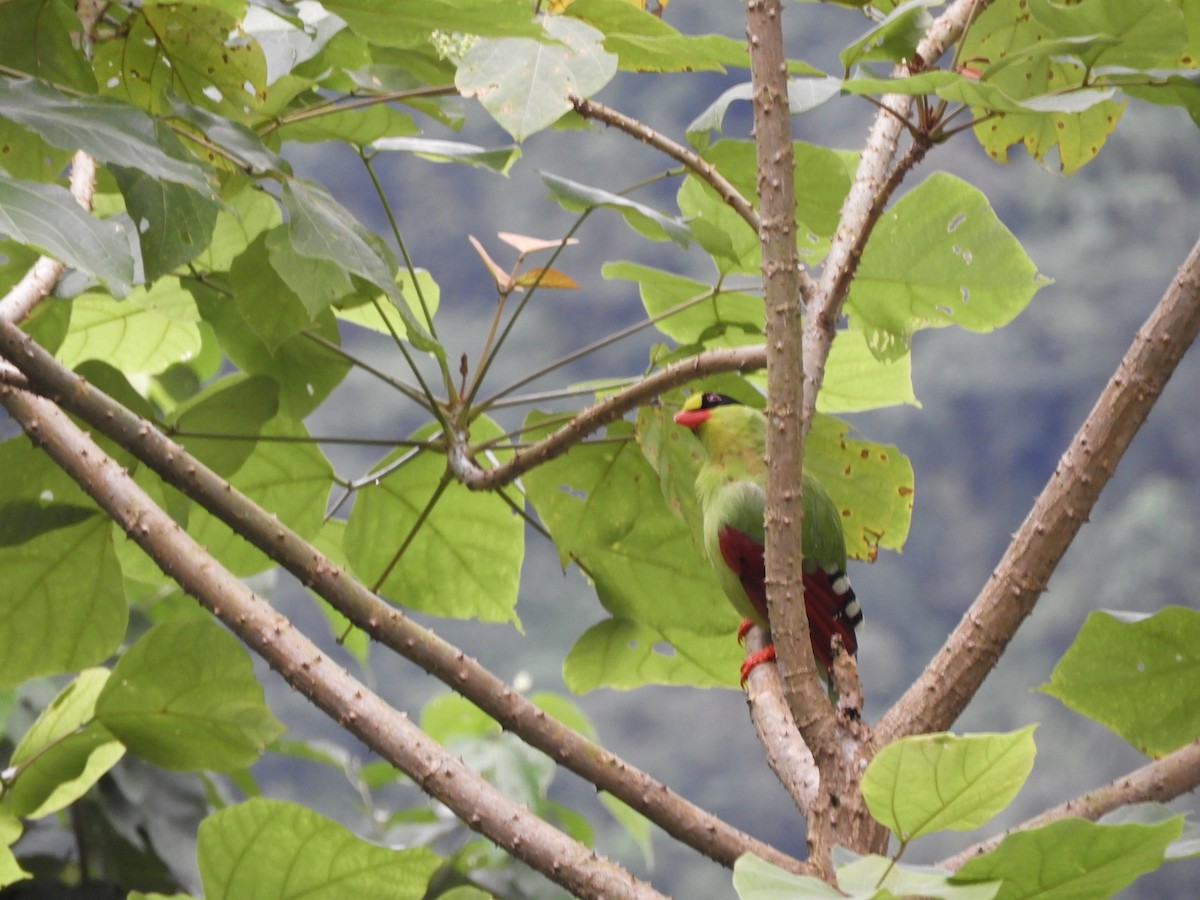 Common Green-Magpie - ML642967717