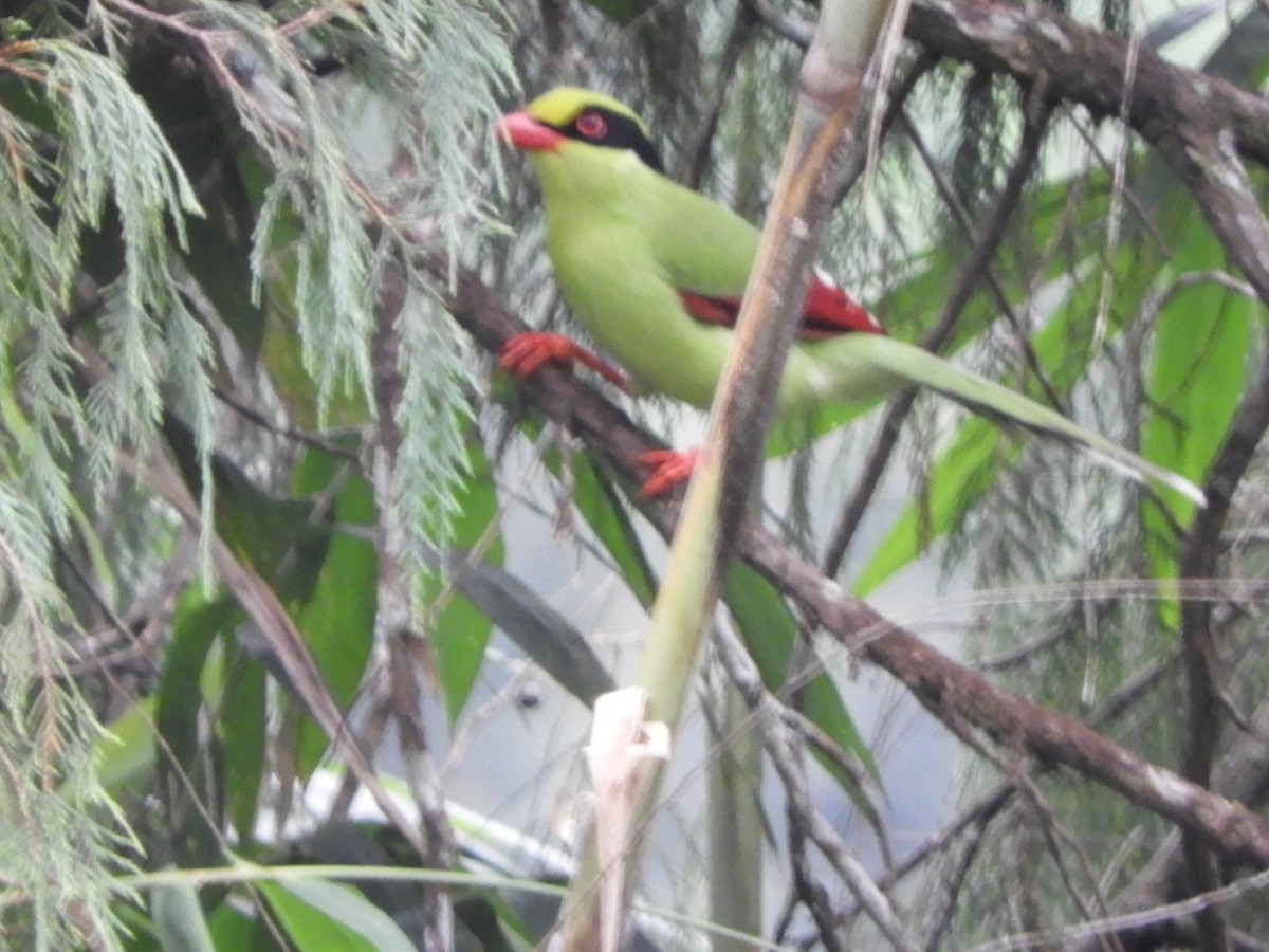 Common Green-Magpie - ML642967718