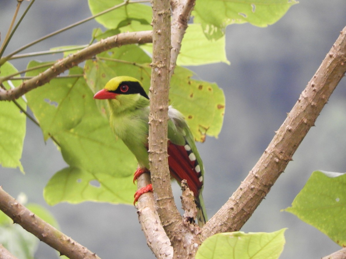 Common Green-Magpie - ML642967719