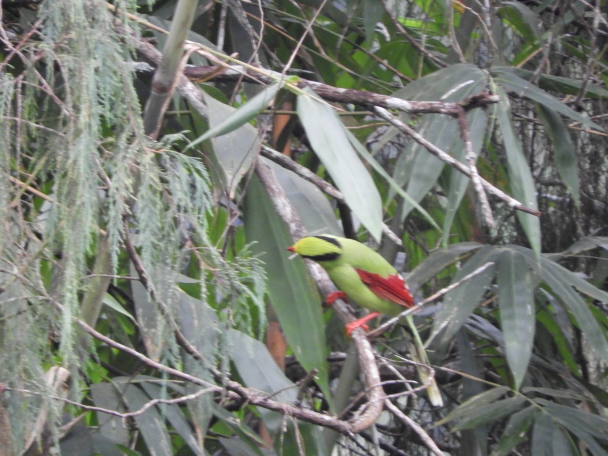 Common Green-Magpie - ML642967720