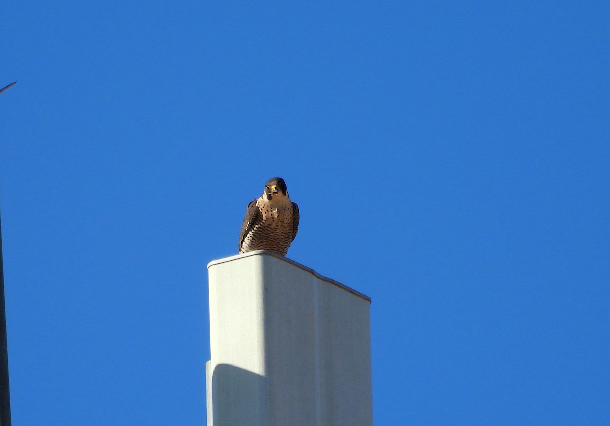 Peregrine Falcon - ML642967722