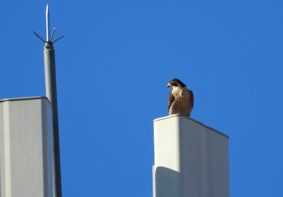 Peregrine Falcon - ML642967723