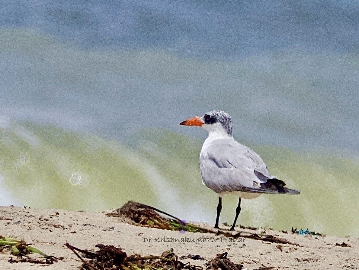 rybák velkozobý - ML642967754