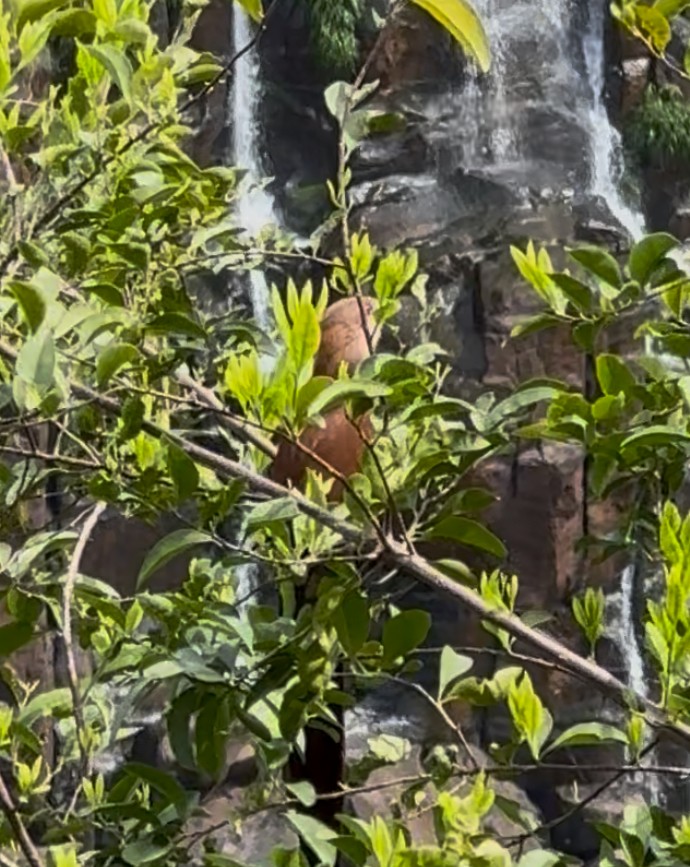 Common Squirrel-Cuckoo - ML642967769