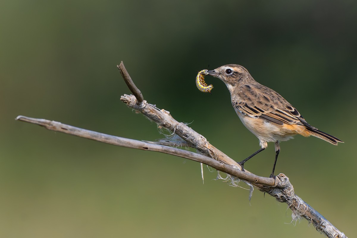 White-browed Bushchat - ML642967770