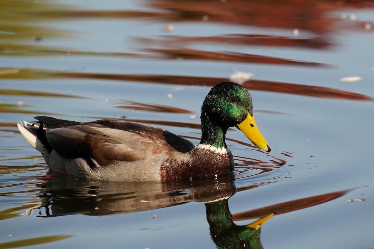 Mallard - ML642967790