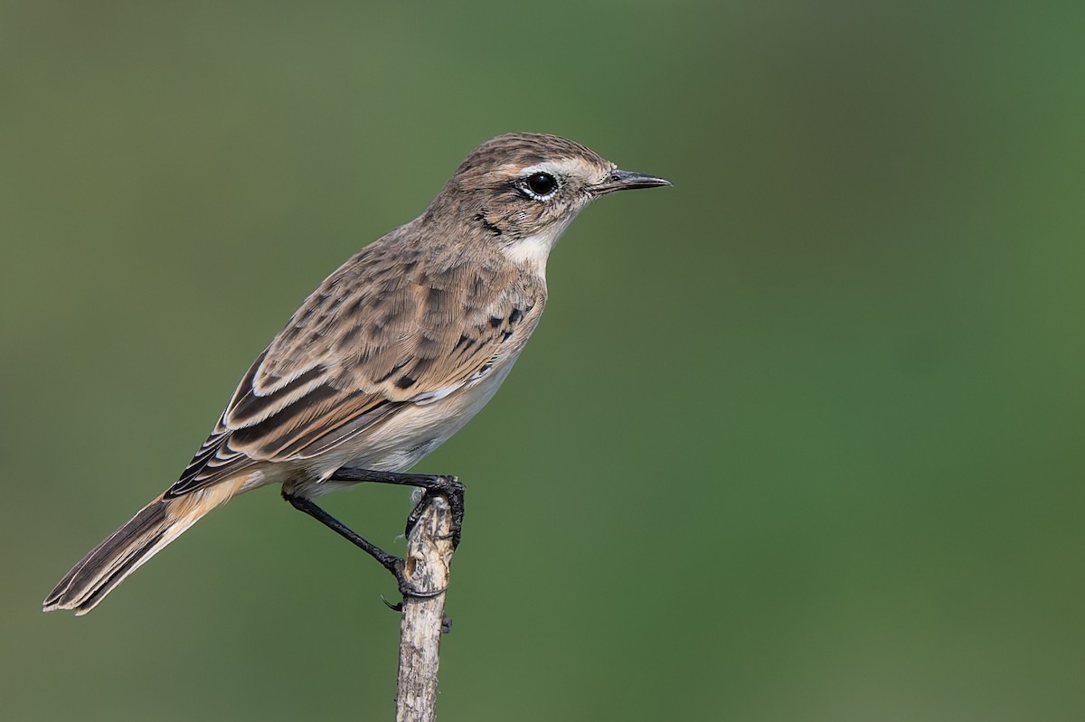 White-browed Bushchat - ML642967793