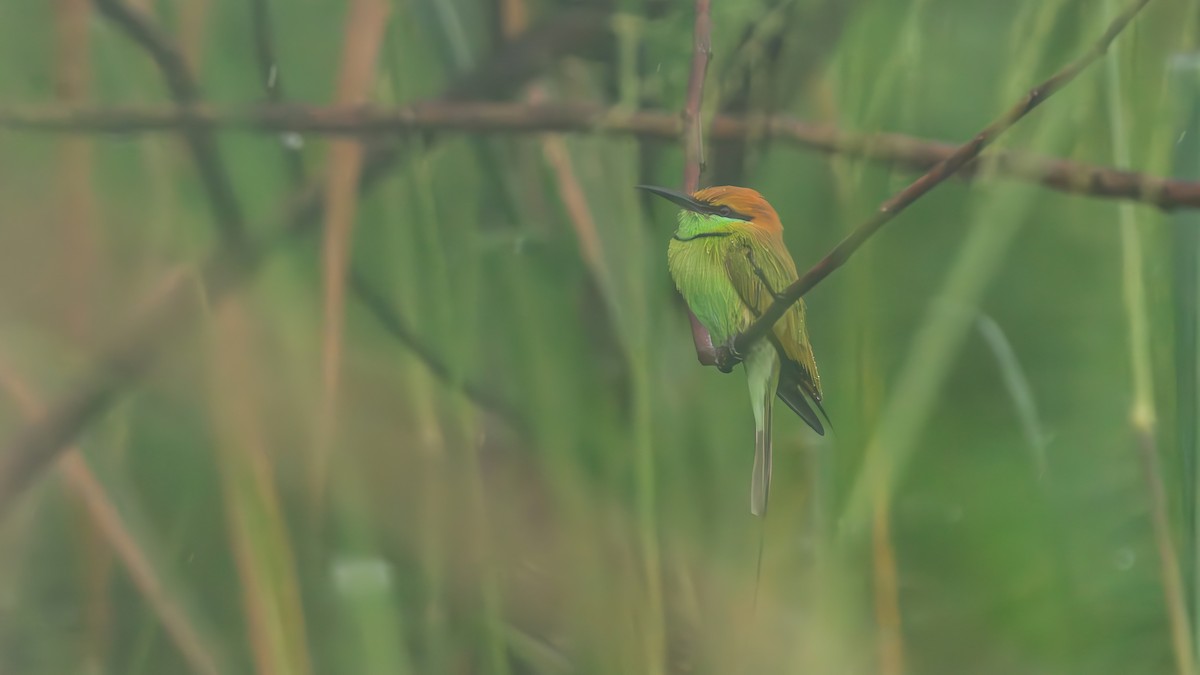 Asian Green Bee-eater - ML642967795