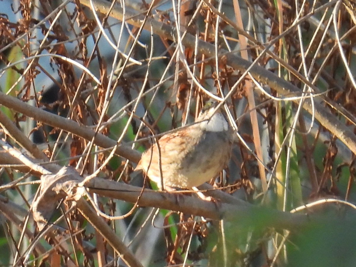 White-throated Sparrow - ML642967808