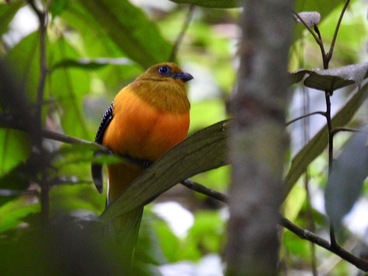 Orange-breasted Trogon - ML642967833