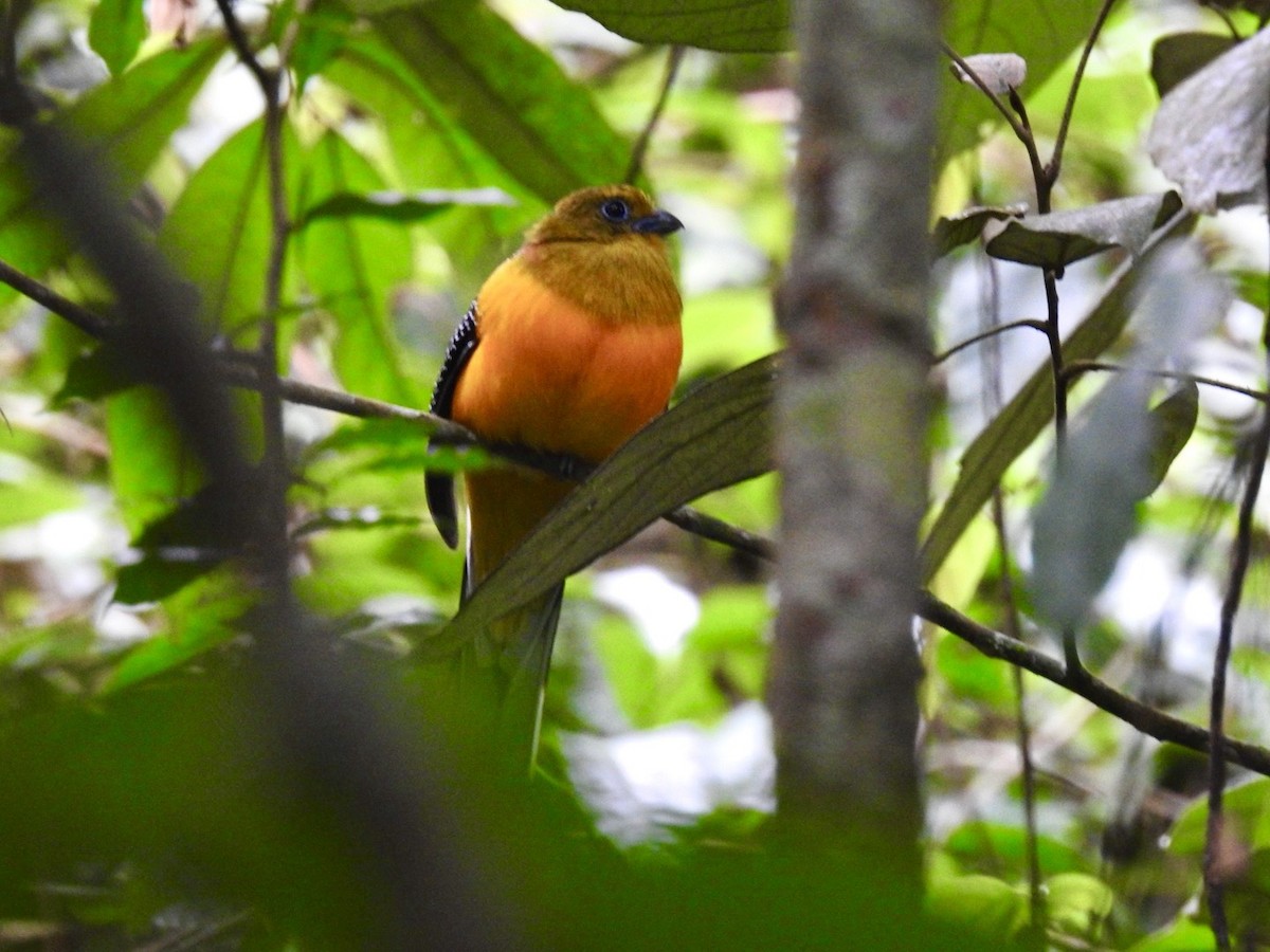 Orange-breasted Trogon - ML642967834