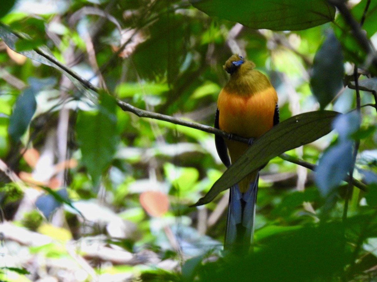 Orange-breasted Trogon - ML642967835