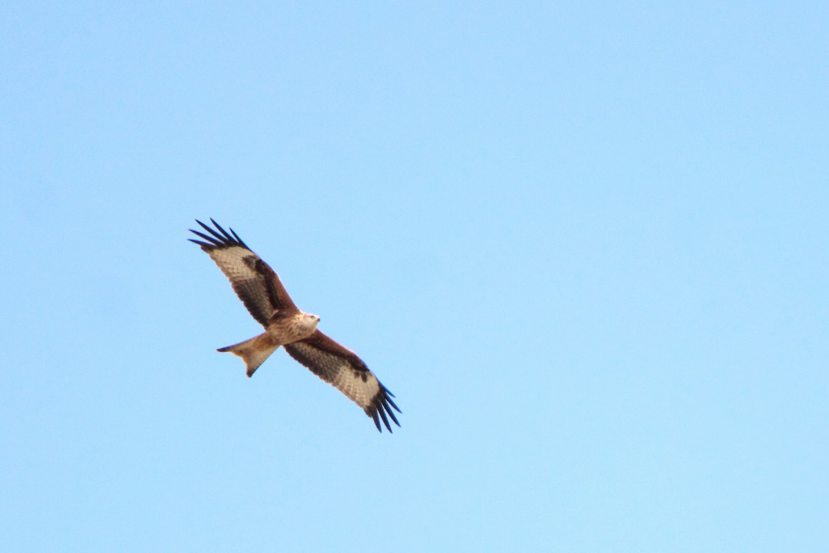 Red Kite - ML642967836