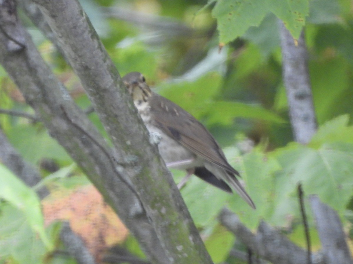 Grive à dos olive - ML642967842