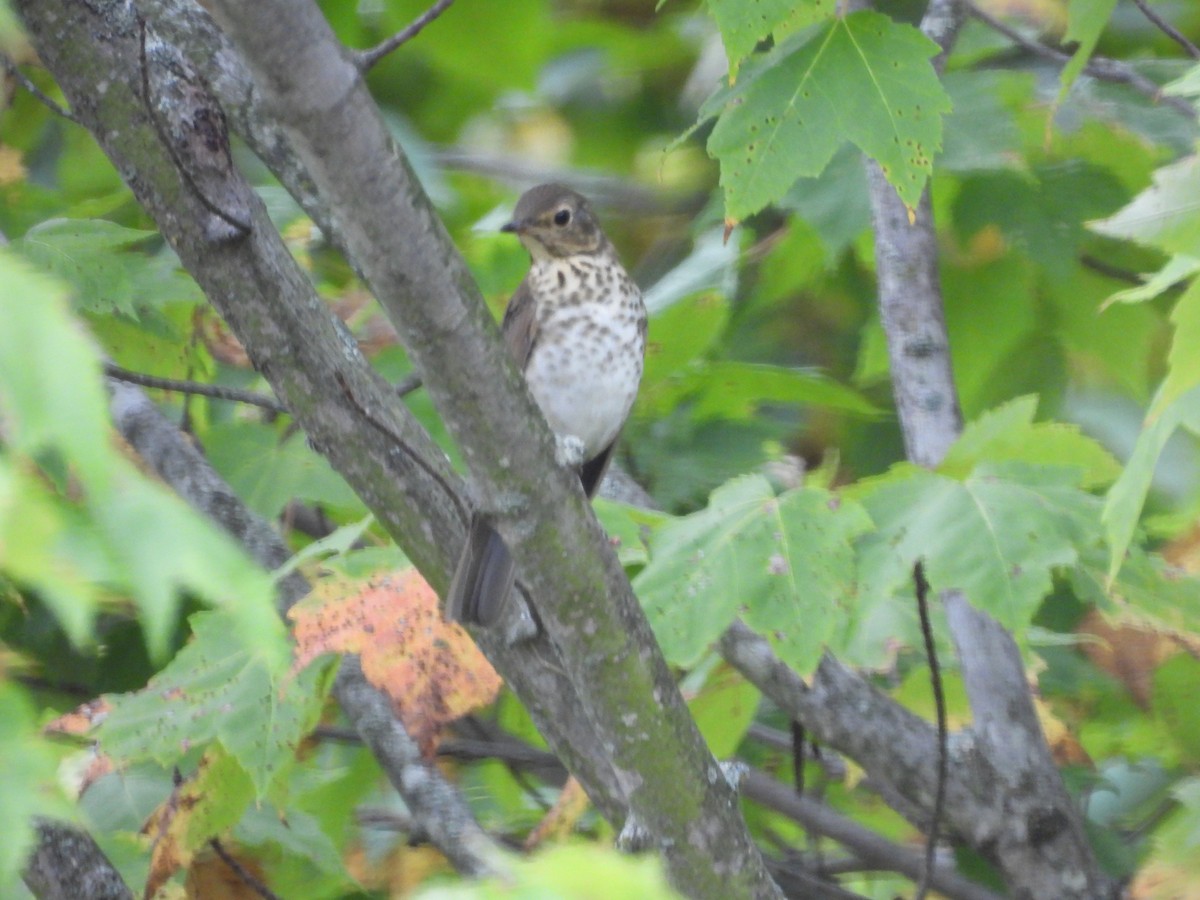 Grive à dos olive - ML642967843