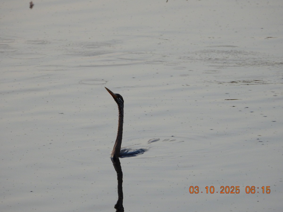 Oriental Darter - ML642967849
