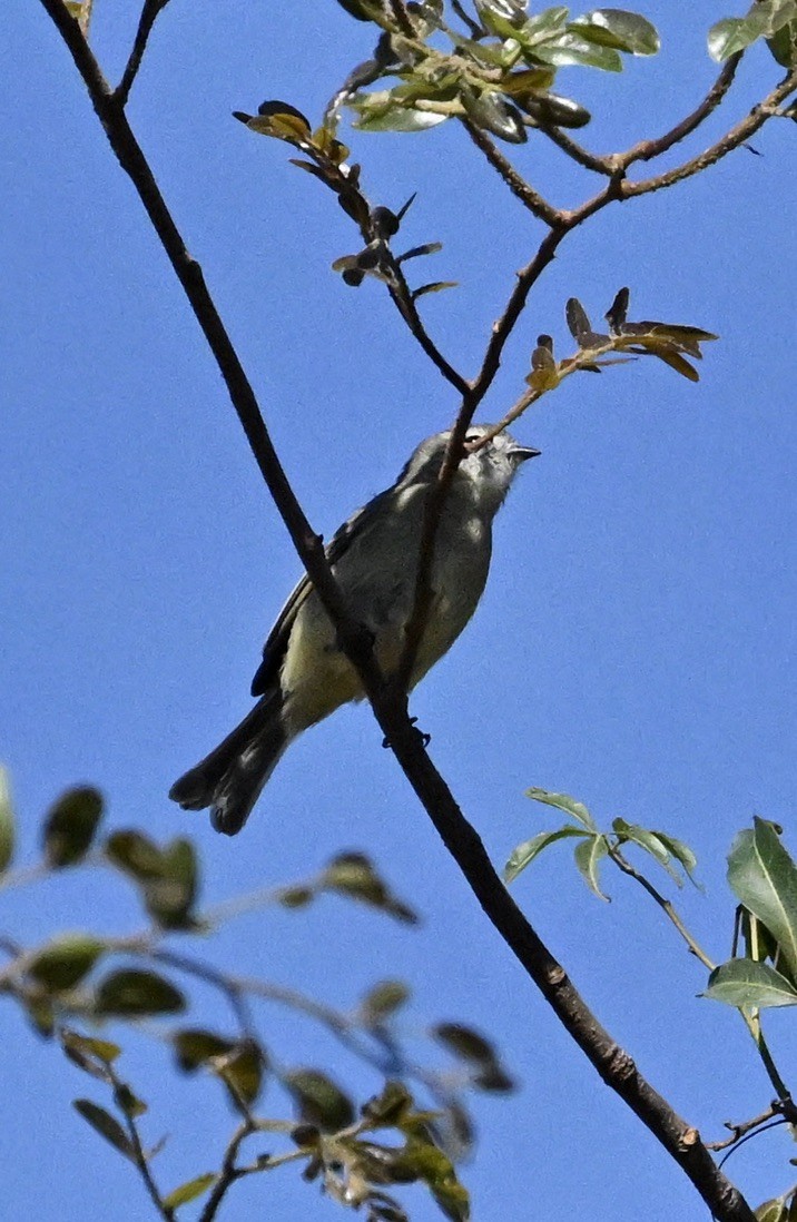 Tyranneau fascié - ML642967886