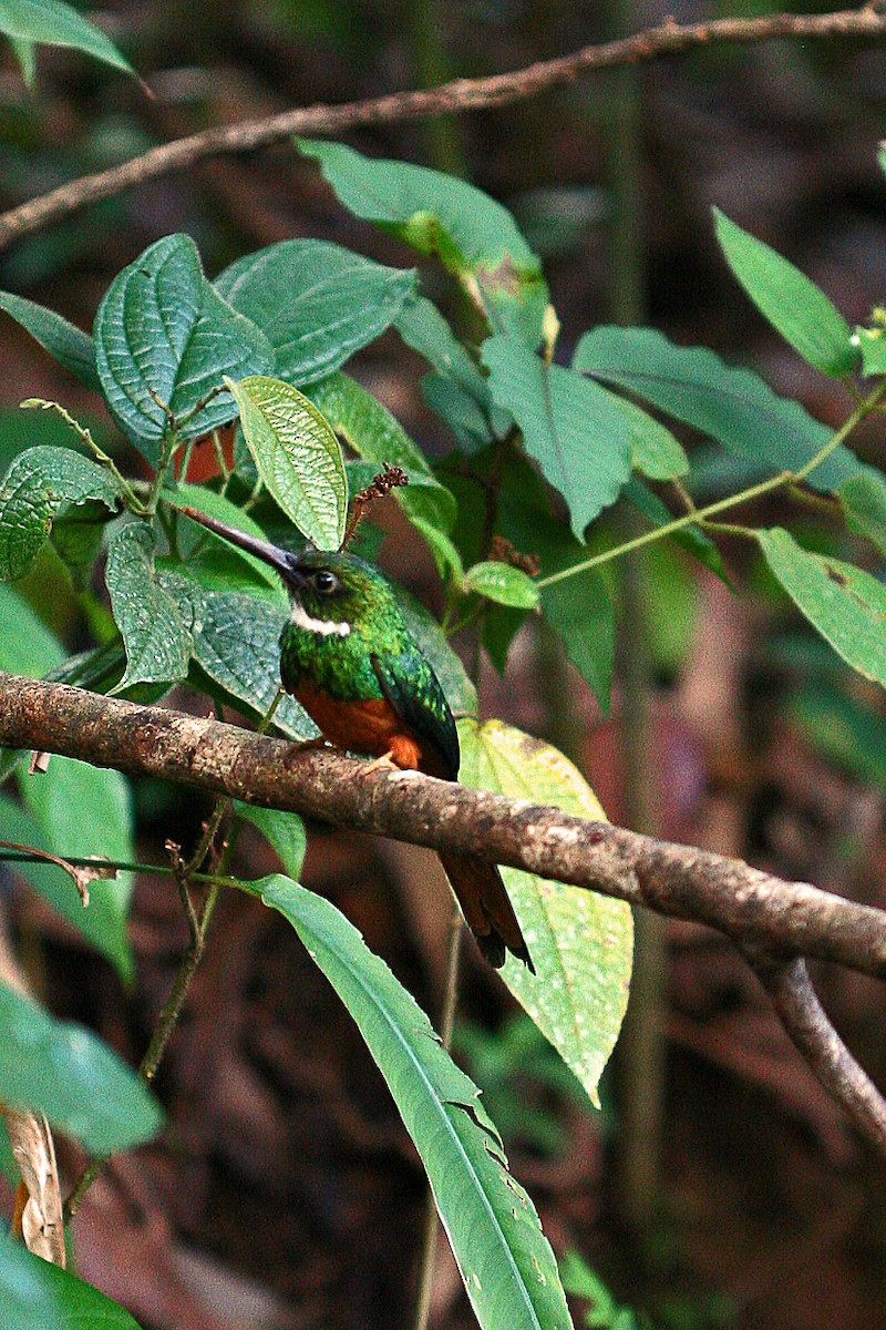 Rufous-tailed Jacamar - ML642967890