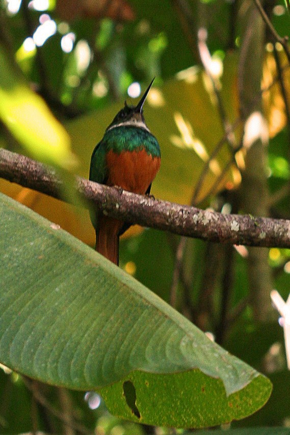 Rufous-tailed Jacamar - ML642967891