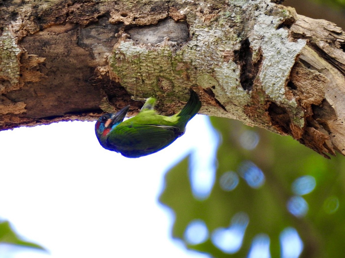 barbet modrouchý - ML642967930