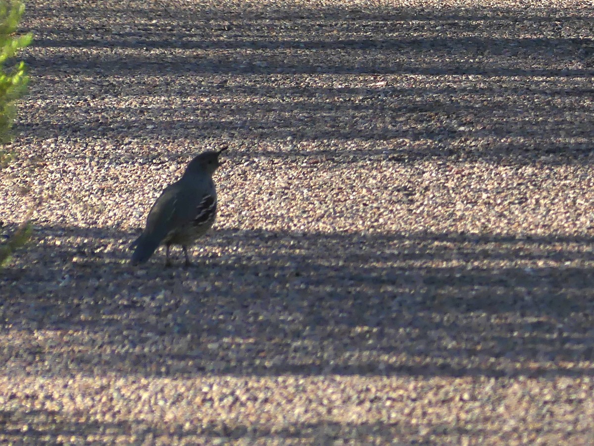 Gambel's Quail - ML642967962