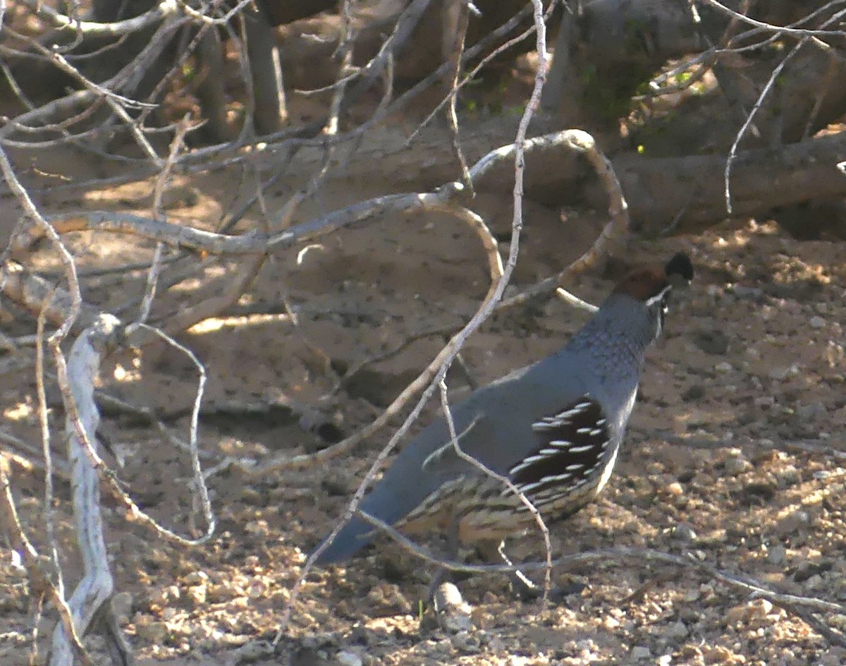 Gambel's Quail - ML642967963