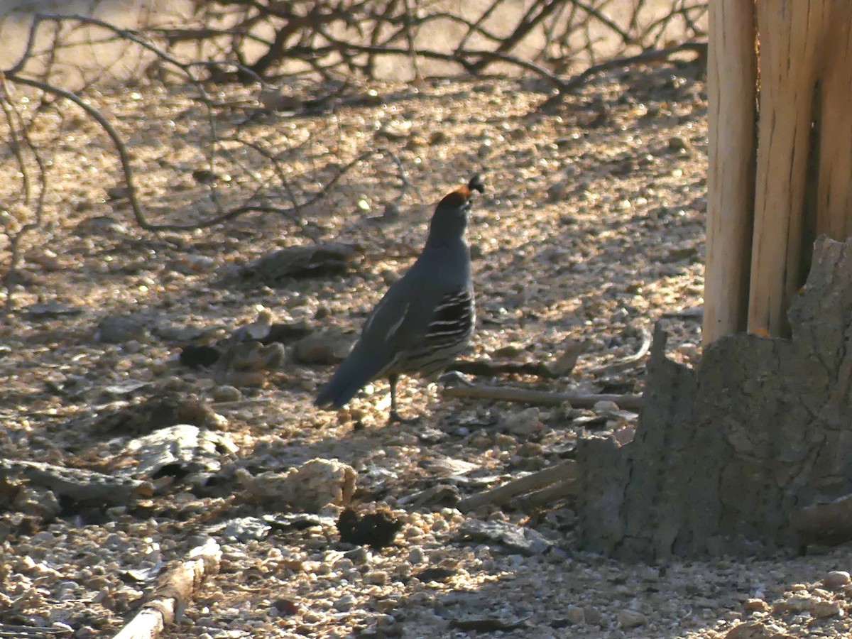 Gambel's Quail - ML642967964